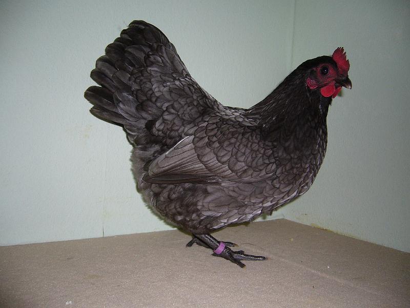 Muenster 2008 647.jpg - Austalorps blaugesäumt von Angelo Dasbeck Preis Hv96 E